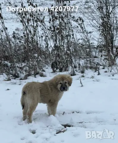 Кавказки овчарки , снимка 3 - Кавказка овчарка - 46973377