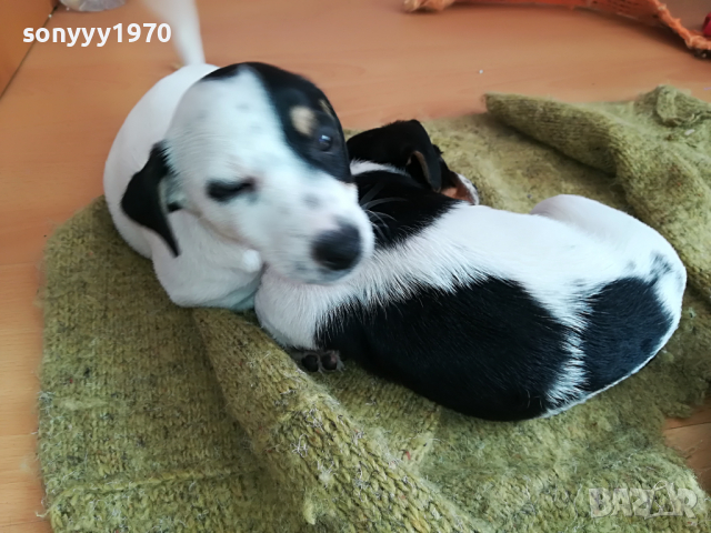 джак ГОЛЯМА СЛАДУРАНКА 1504220930, снимка 4 - Джак ръсел териер - 36463398