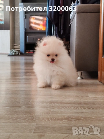 Померан мини мъжко , снимка 4 - Померан - 53078123