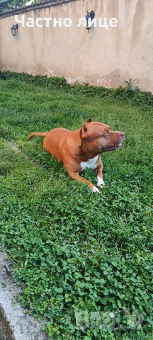 Търсим приятелка за Макс 5г. стаф, снимка 2 - Американски стафордширски териер - 52591461