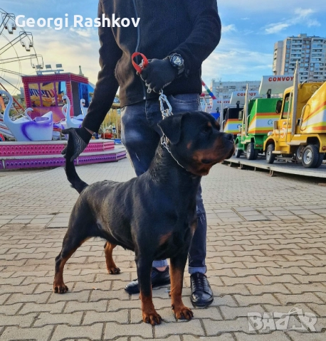 Ротвайлери , снимка 15 - Ротвайлер - 52298947