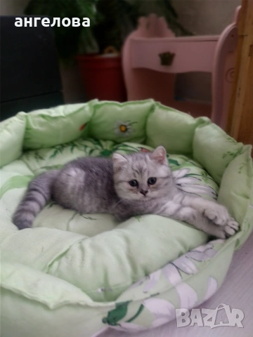 Сребърна чинчила , снимка 11 - Британска късокосместа - 53581047