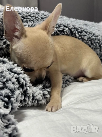 Топ Мини Чихуахуа Момиченце , снимка 4 - Чихуахуа - 53210753
