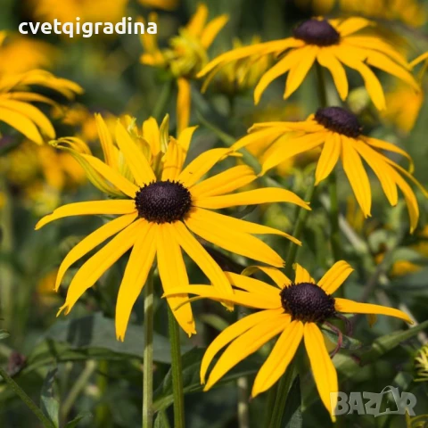 СПЕЦИАЛНА ОФЕРТА – 3 броя Рудбекия ‘Goldsturm, снимка 1