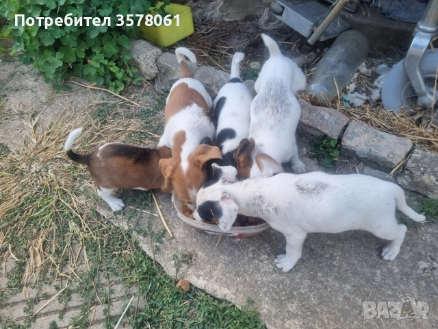 Джак Ръсел малки кученца, снимка 2 - Джак ръсел териер - 51472978