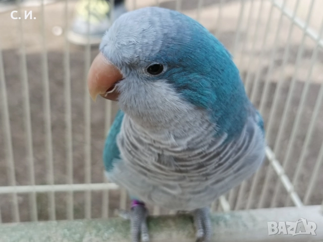 Различни видове папагали , снимка 11 - Папагали - 51972963