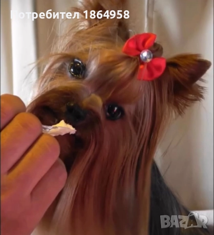 Мини Йорки РАЗПЛОД, снимка 2 - Йоркширски териер - 52749067