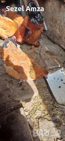 Продавам кокошки 