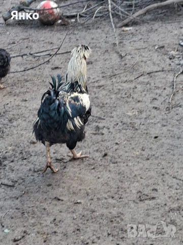 Домашни петли, снимка 4 - Кокошки и пуйки - 52912712