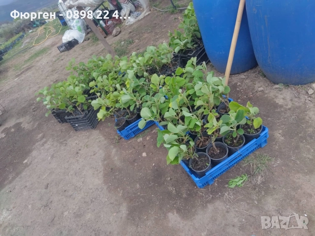 Фиданки Киви Голд - Златно киви, снимка 7 - Разсади - 38115114