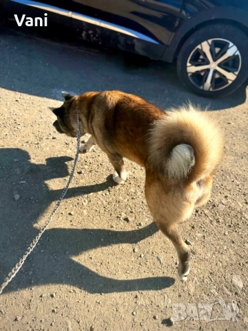 Мъжка Америкаска акита , снимка 6 - Акита - 51826673
