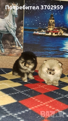 Момче и момиче, снимка 8 - Померан - 52599858