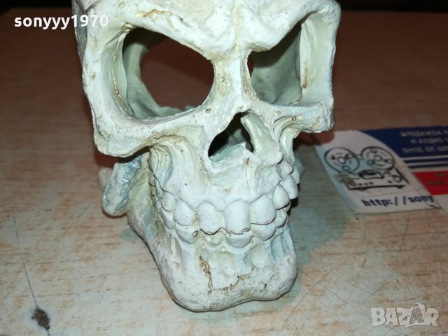 ЧЕРЕП 1301221213, снимка 4 - Антикварни и старинни предмети - 35422379