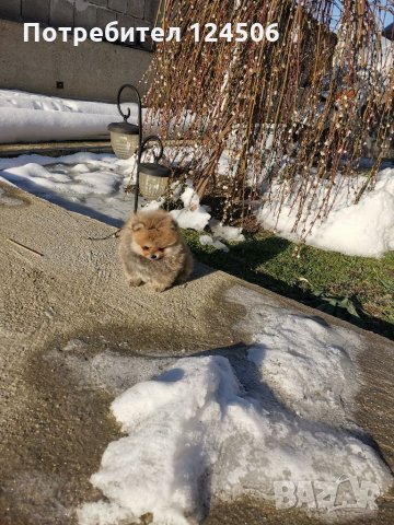 Померан, померанчета, снимка 4 - Померан - 35049070