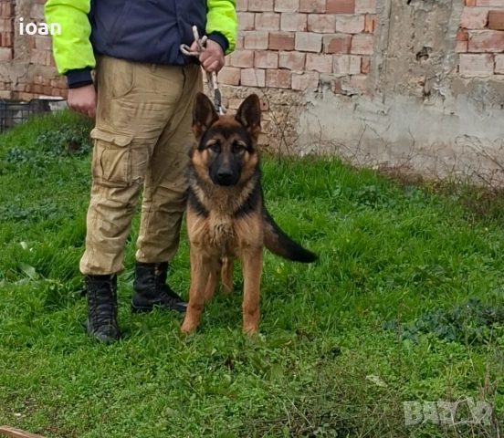 Обучено мъжко немска овчарка , снимка 3 - Немска овчарка - 52591895
