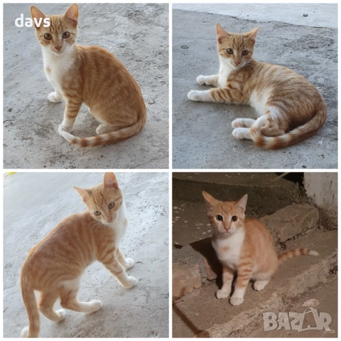 Малки котета – различни шарки, снимка 16 - Други - 51939189