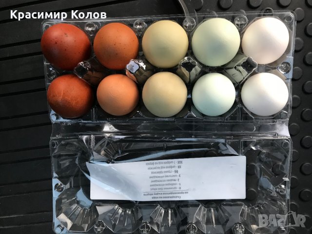 Разноцветни домашни яйца от различни породи кокошки за консумация и люпене, снимка 3