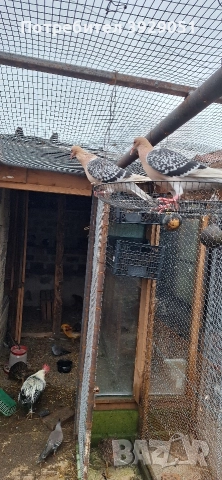 Продавам Нюмберски гълъби, снимка 7 - Гълъби - 52595905