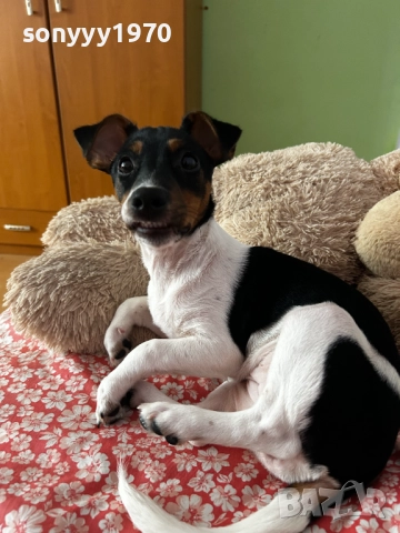 джак ръсел 2712251847, снимка 7 - Джак ръсел териер - 52914484