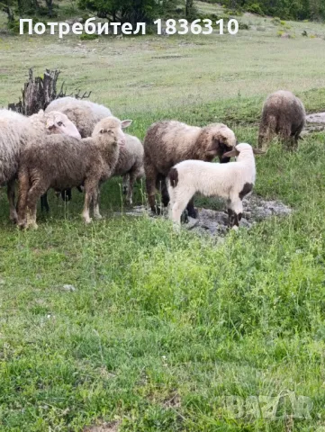 Агнета балкански , снимка 4 - Овце - 50338751