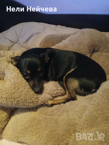 Мъжки пинчер, снимка 3 - Пинчер - 52965011