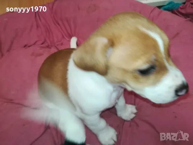 АЗ СЪМ СЛАДКО БЕБЕ ДЖАК,ТЪРСЯ НОВИЯ СИ ДОМ 0102251734, снимка 11 - Джак ръсел териер - 48920630