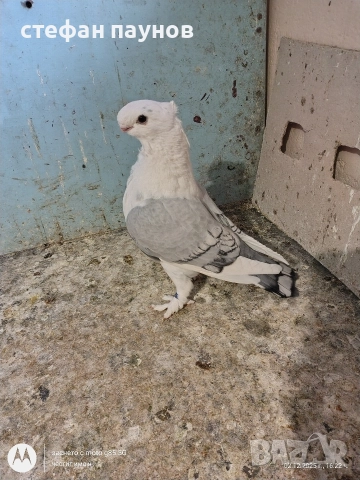 Блонданети, снимка 4 - Гълъби - 52635659