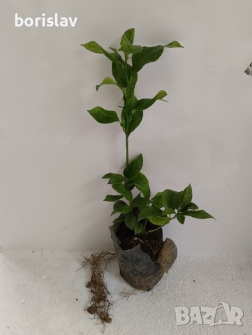 Лимони(корен), снимка 2 - Стайни растения - 14936761
