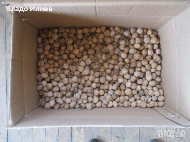Орехи с черупки от реколта 2024 г.-7,5 кг. и от реколта 2023 г.-7 кг.