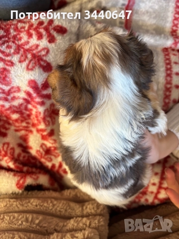 Женско йорки , снимка 4 - Йоркширски териер - 52553586