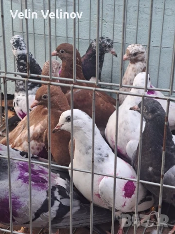 Промоцията свърши. Английски типлери. , снимка 4 - Гълъби - 49562099