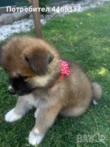 Бебета Акита Ину, снимка 11 - Акита ину - 51249133