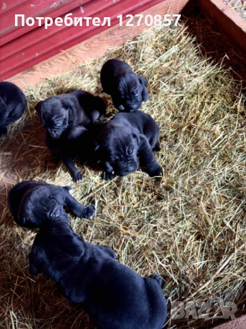 Кане Корсо бебета, снимка 4 - Кане корсо - 52553905