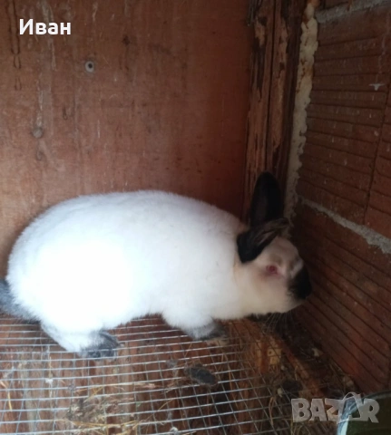 Калифорнийски зайци, снимка 3 - Декоративни зайчета - 53247780