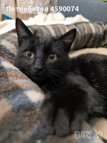 Дани търси дом…❤️