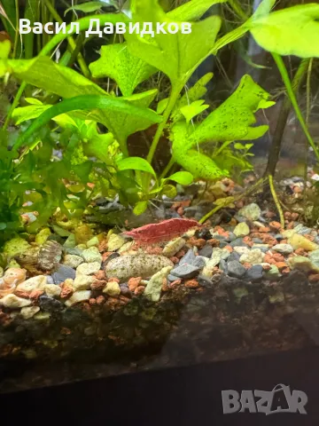 Плати микс , снимка 7 - Рибки - 48361872