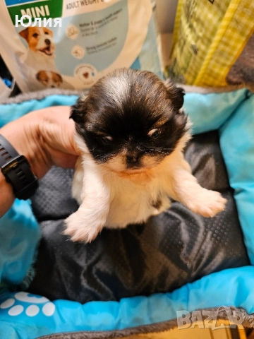 Японски хин, снимка 2 - Други - 52506196