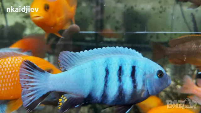 Перфектни, пъстри, цветни риби (цинотилапии и аулонокари), снимка 6 - Рибки - 47399931