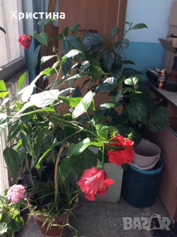 Много и различни цветя, снимка 1