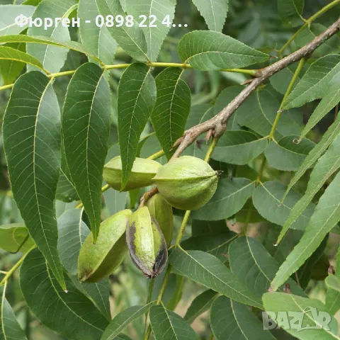  Орех Пекан - Фиданки , снимка 4 - Разсади - 47897202