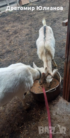 Продавам 2 млади козички , снимка 2 - Кози - 53237061