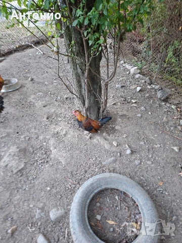 продавам джинки , снимка 4 - Кокошки и пуйки - 52171441