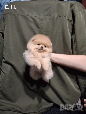 померанчета , снимка 2 - Померан - 39566980