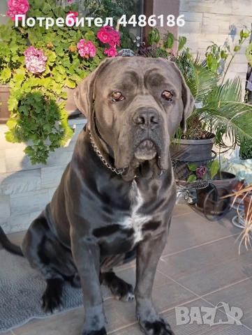 Кане Корсо/Италиано/-разплод, снимка 1