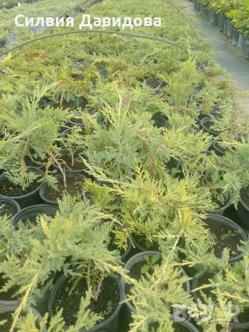 Юниперус , снимка 4 - Градински цветя и растения - 52770817