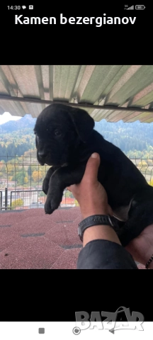 Кане Корсо Смолян , снимка 9 - Кане корсо - 52457720