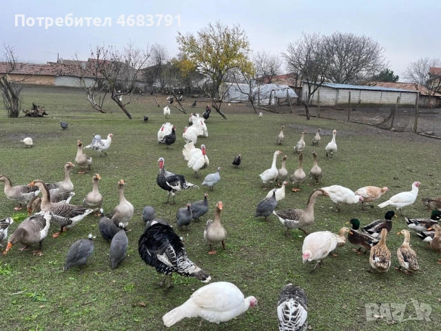 Продавам домашни отглеждани пуйки,гъски,патици и токачки, снимка 5 - Кокошки и пуйки - 52804072