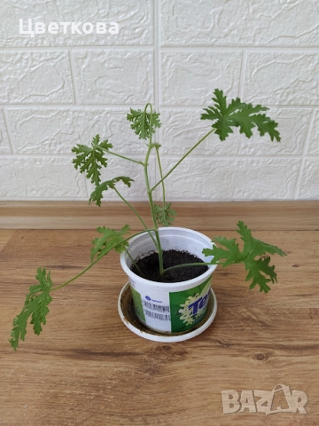 10 стайни растения + отстъпка и подарък, снимка 8 - Стайни растения - 52581659