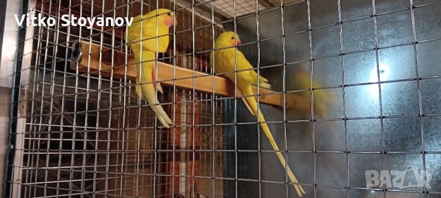 Чифт Принцов папагал-Александрино , снимка 6 - Папагали - 44036615