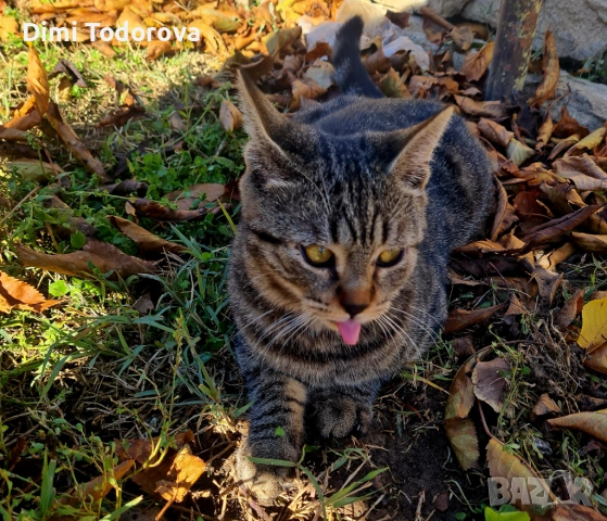 ✨ Сеньор и Тайгър търсят своя дом ✨, снимка 11 - Други - 52284340